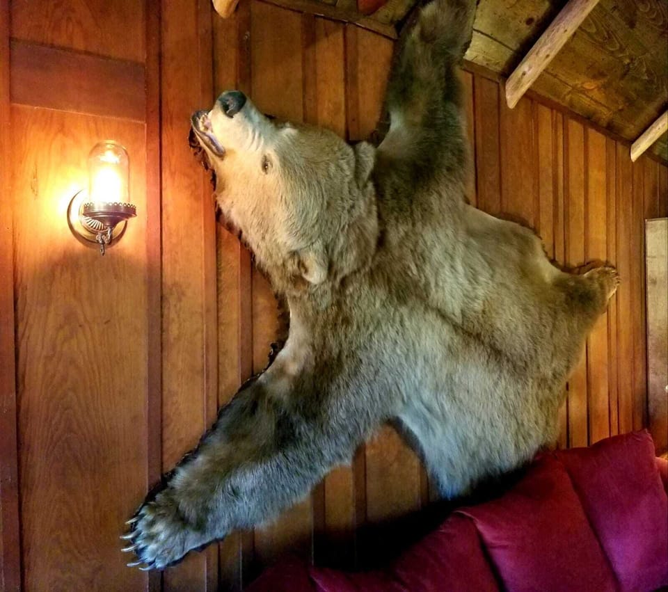  grizzly bear