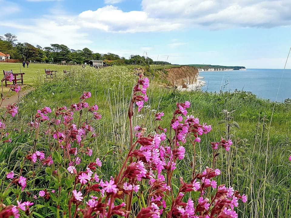 Sewerby | WoodlandsBridlington Links, Sewerby, near Bridlington