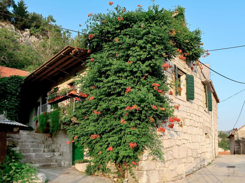 Flower, Tree, Plant, Wall, Botany, House, Architecture, Neighbourhood, Shrub