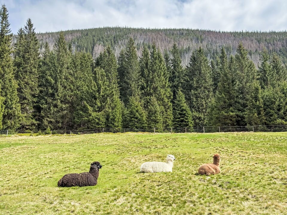 Sheep, Grassland, Pasture, Herd, Larch, Meadow, Forest, Grazing