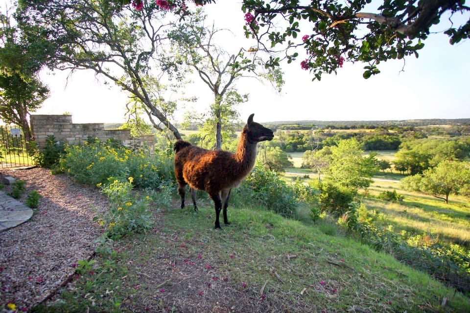 Fredericksburg Farmhouse with LLama