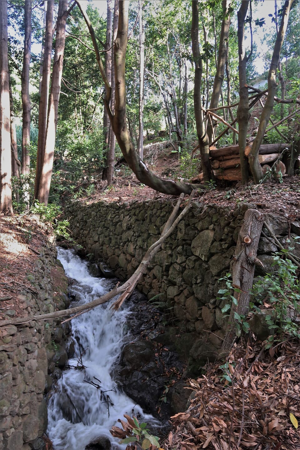 Vila Maria Quinta forest garden behind the house is yours to explore