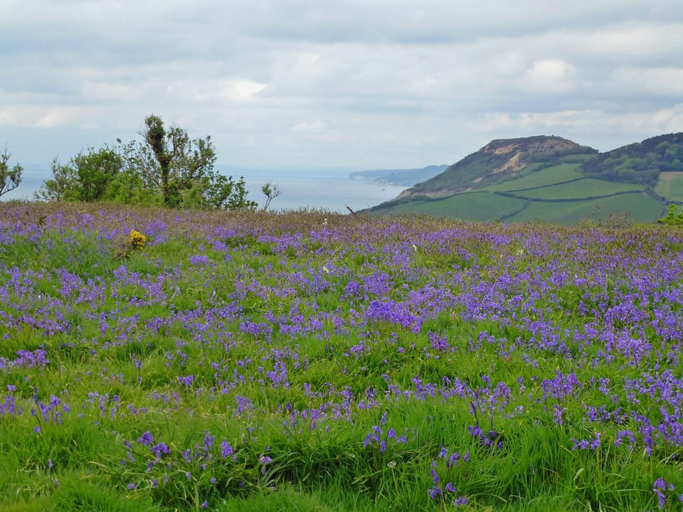 Thorncombe Beacon to the Golden Cap on a walk from Ash Cottage.