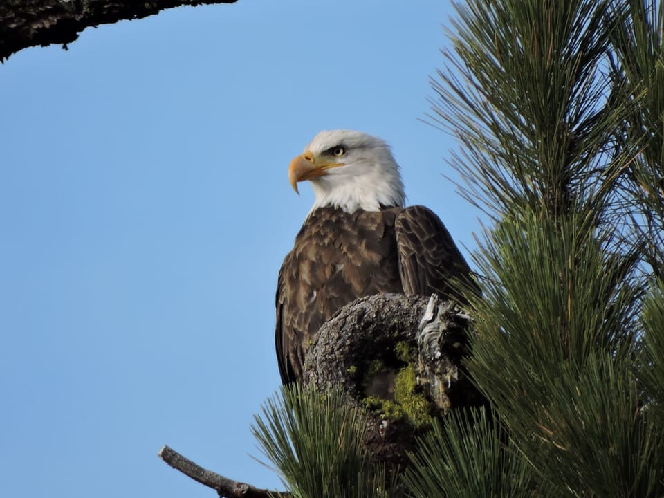 Near Shingletown: Bald Eagle at Manzanita Lake.