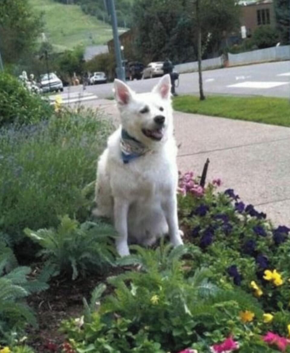 Appreciate the proximity from the alleyway to Ajax mountain behind my dog.