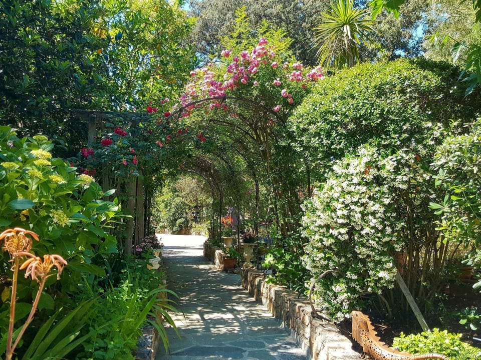 Shrub, Garden, Flower, Botany, Petal, Walkway, Botanical Garden, Annual Plant, Yard, Landscaping