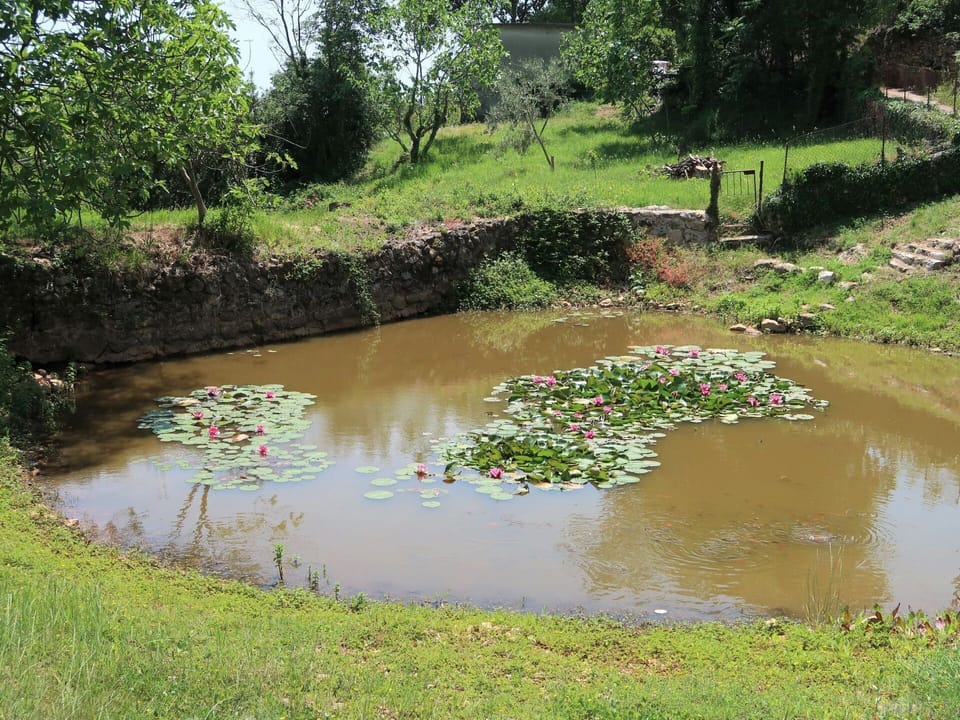 Water, Plant, Water Resources, Flower, Plant Community, Natural Landscape, Tree, Botany, Lake