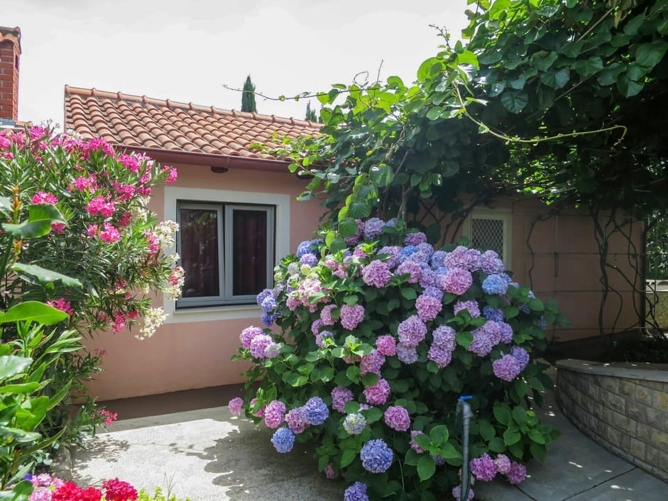 Flower, Plant, Property, Building, Window, Sky, Leaf, Cloud, House, Vegetation