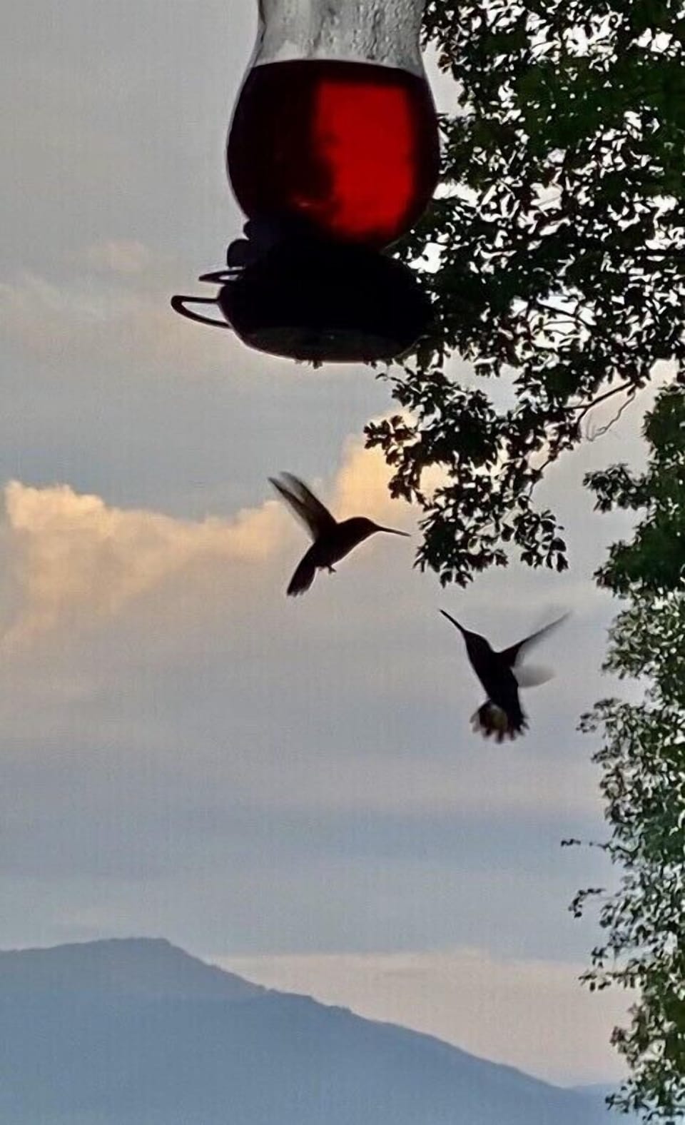 Summer sunrise with the hummingbirds.