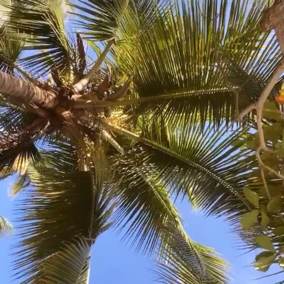 Beach palms 