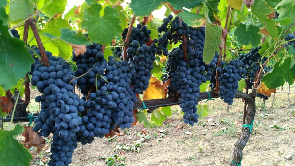 Vineyard