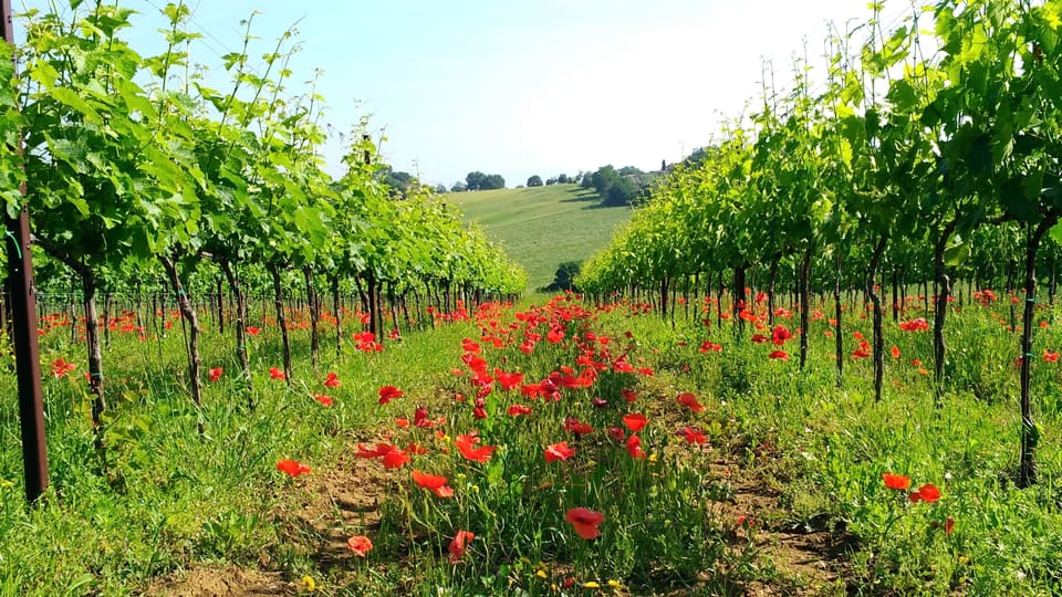 Vineyard