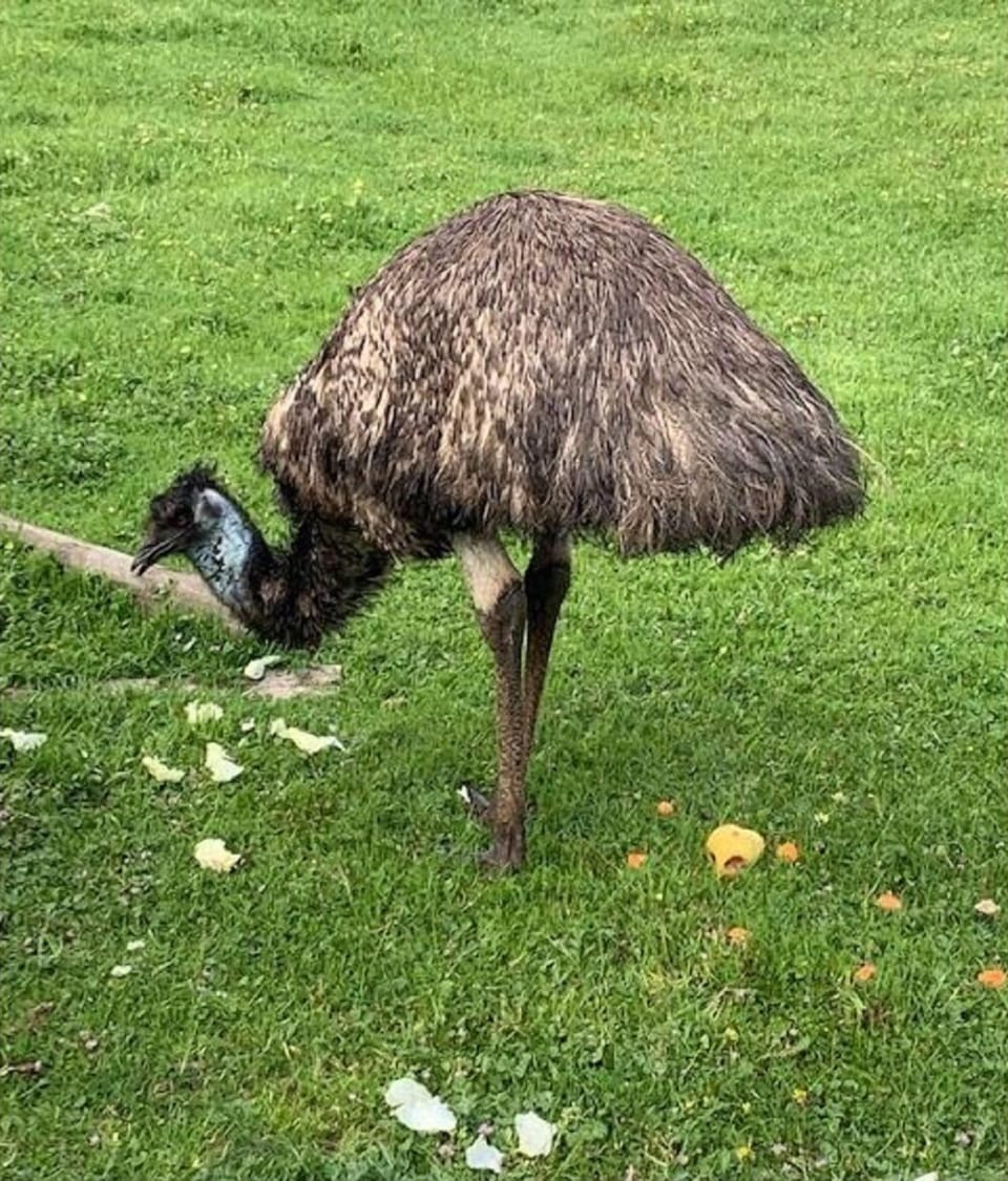 Emu, one of the fascinating birds you can see when in Adelaide. 