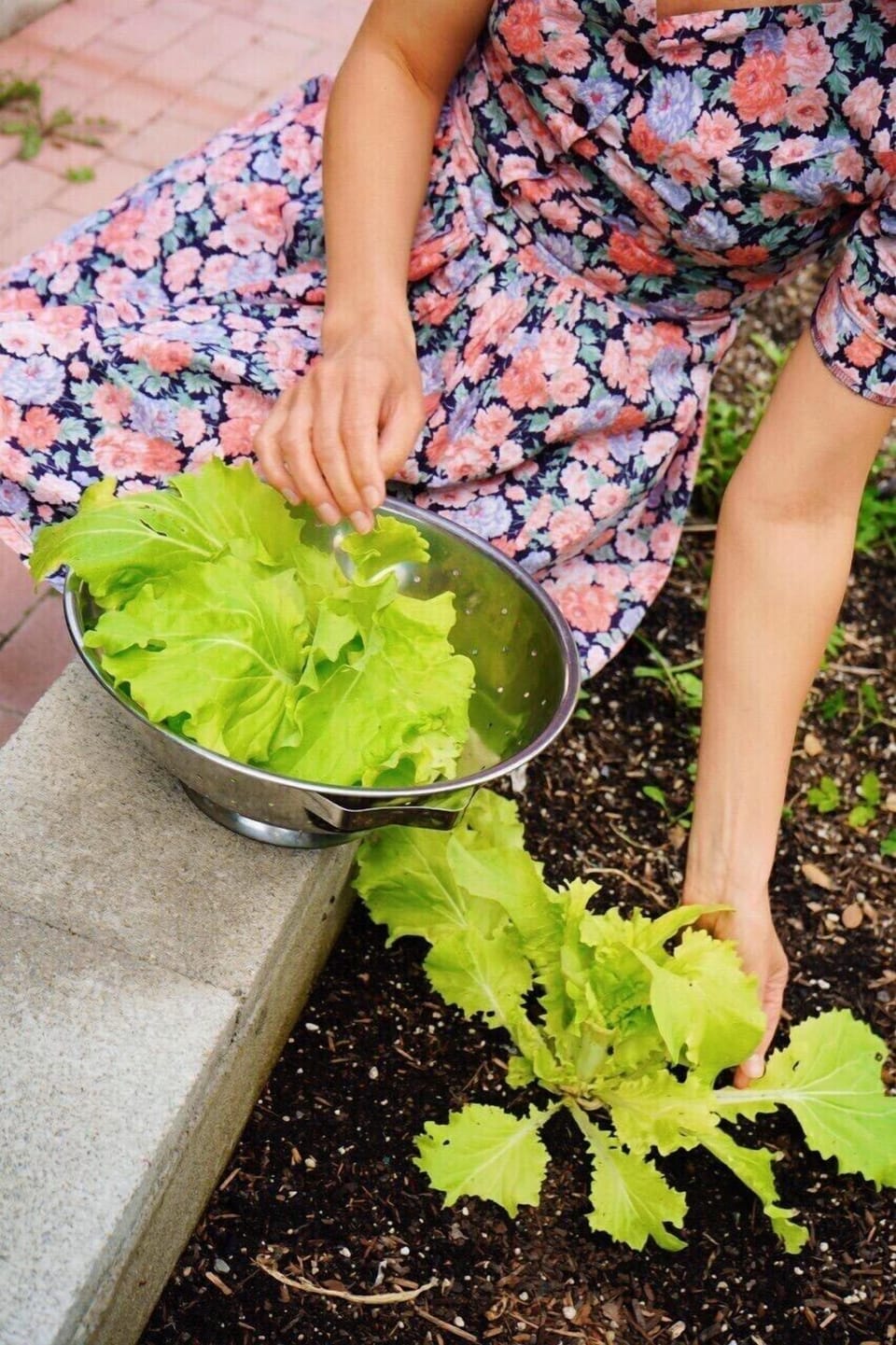 Pick seasonal veggies from our organic garden private for guests. 