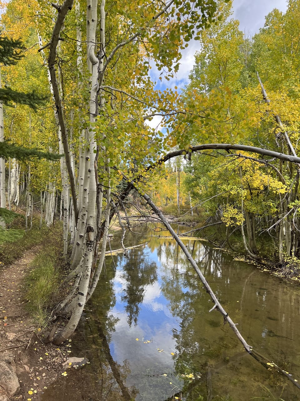 Duck Creek 