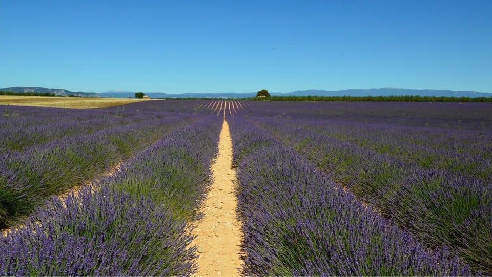 Endless rows of purple lavender stretch to the horizon on the Valensole plateau, the iconic Provençal landscape on the doorstep of Gréoux-les-Bains.