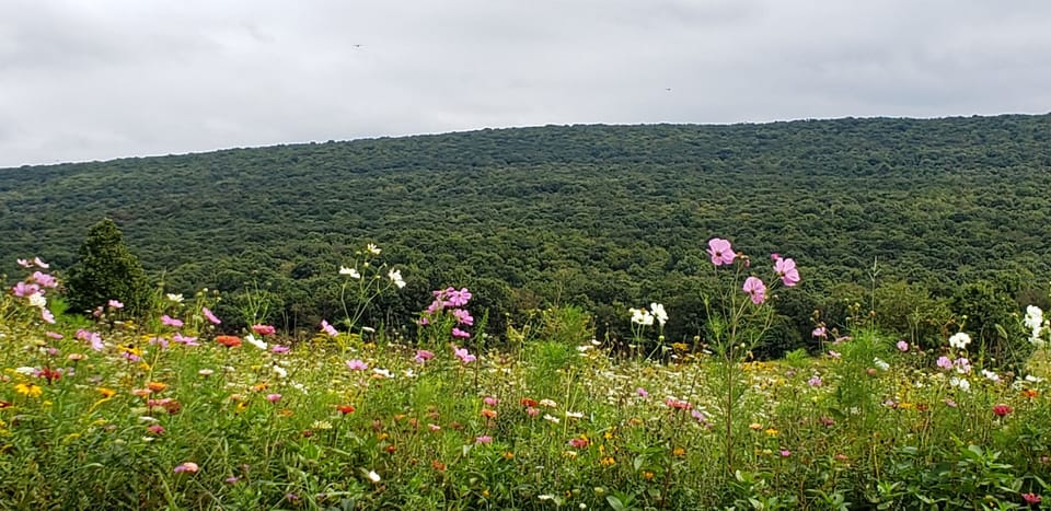 Cabin borders Forbes State Forest
