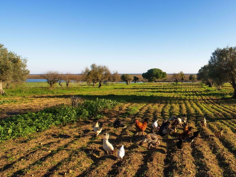 Sky, Plant, Natural Landscape, Tree, Land Lot, Agriculture, Grass, Grassland