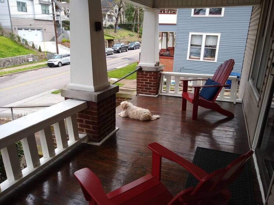 dexter enjoys watching the other north shore dogs stroll by