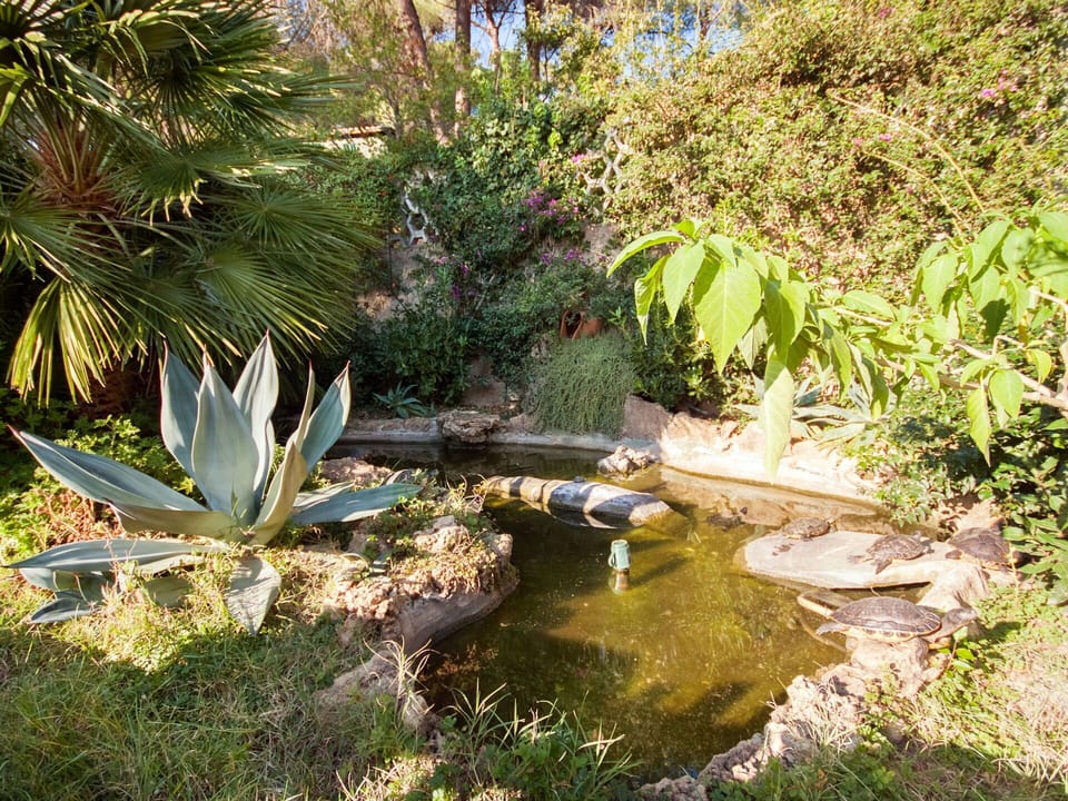 Plant, Plant Community, Flower, Terrestrial Plant, Natural Landscape, Body Of Water, Water, Grass, Arecales, Shrub