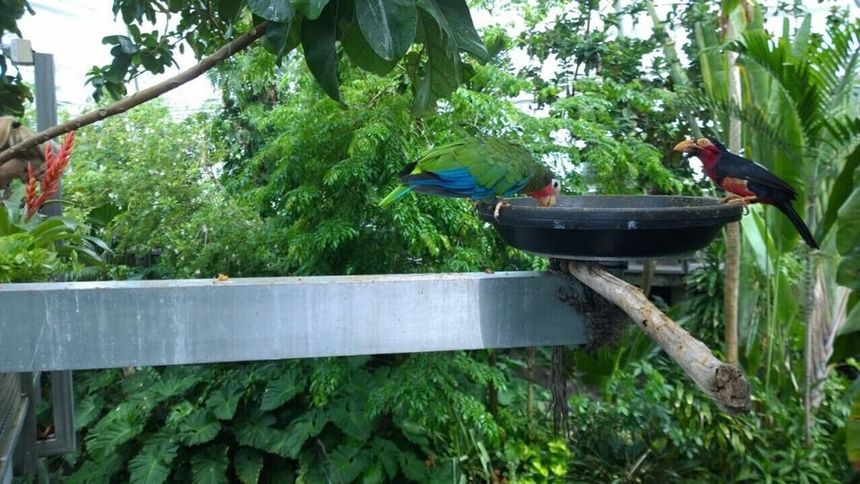 Go check out the Rain Forest Pyramid at Moody Gardens