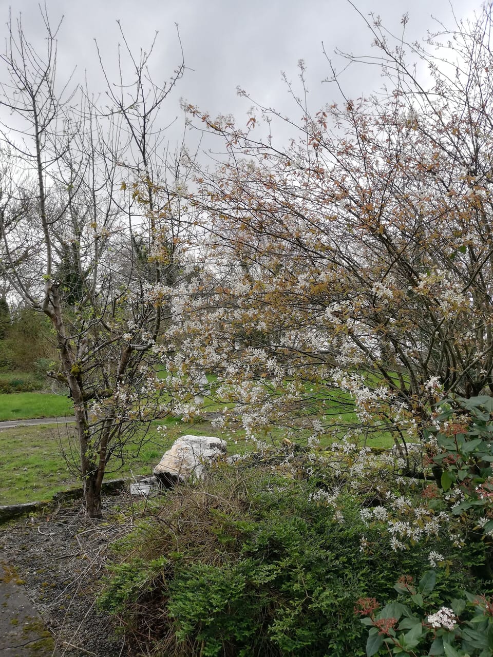 Spring at Kilbeg — blossom in the gardens surrounding Butterfly Lodge