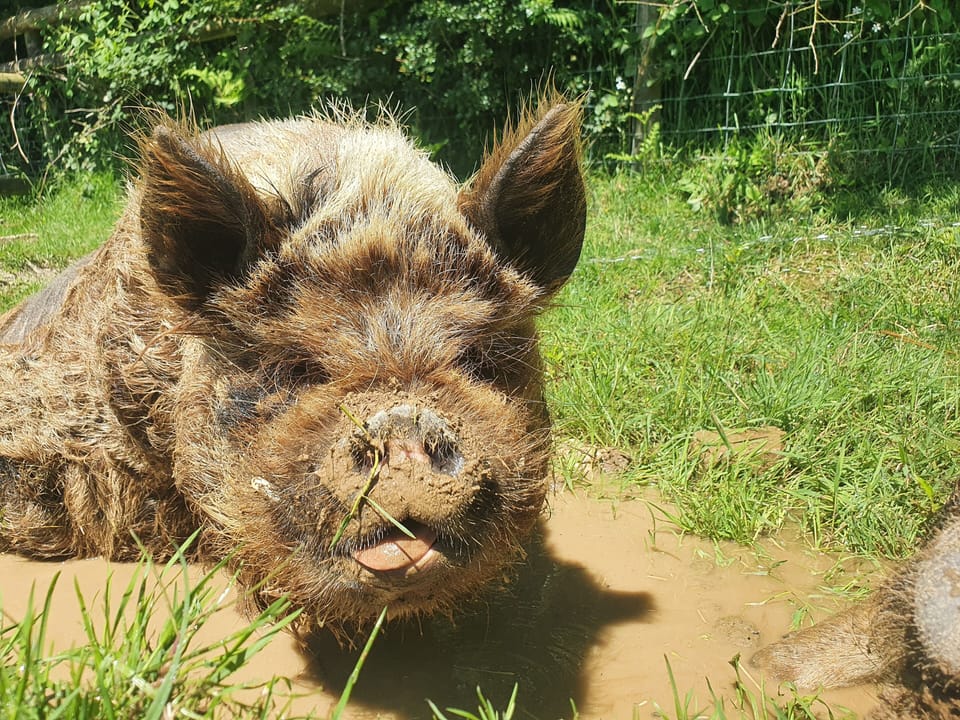 Billy our KuneKune pig