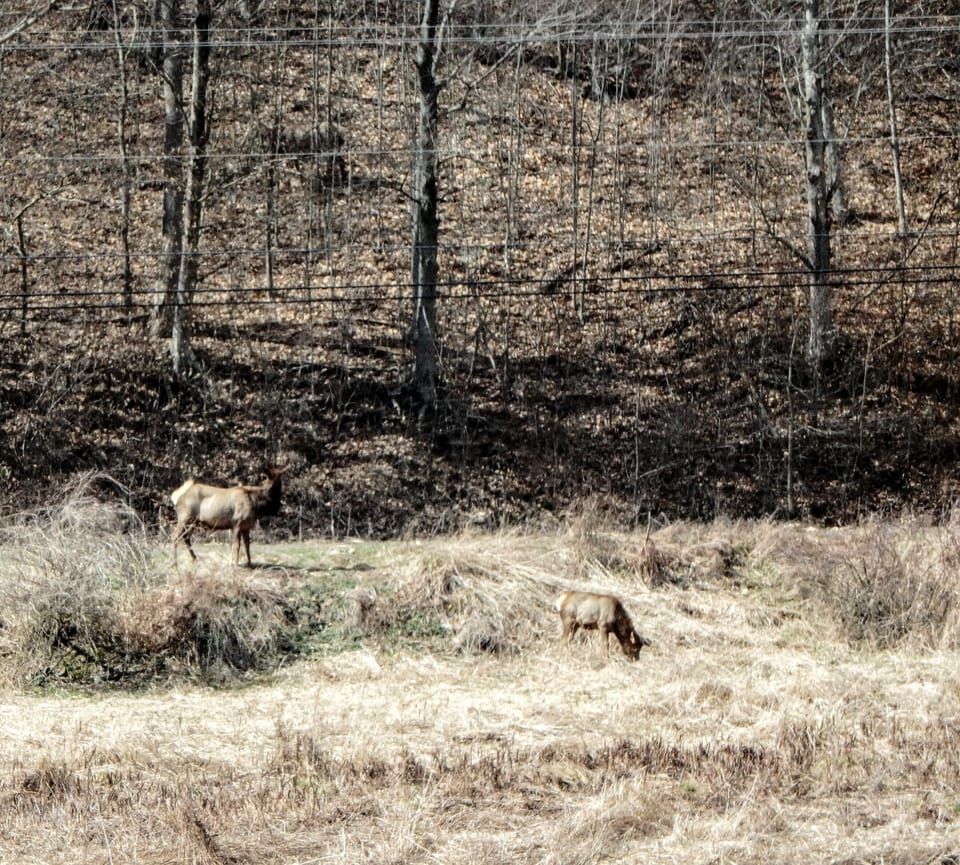 Viewing wild Elk is only a short ride from Aquila's Nest
