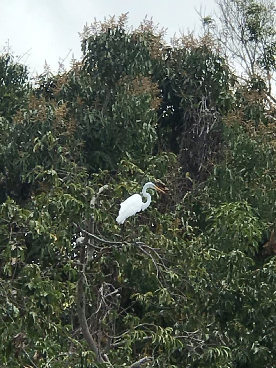 EGRET IN GARDEN
