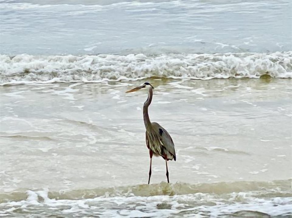 Surfside Shores, 2 bedroom 2 bathroom, 8th floor, sleeps 8. Managed by Island Rentals