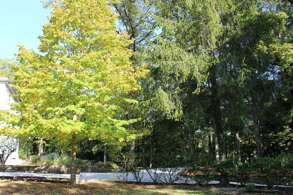 Tree, Plant, Woody Plant, Leaf, Canoe Birch, Autumn, Birch, Grove, Deciduous