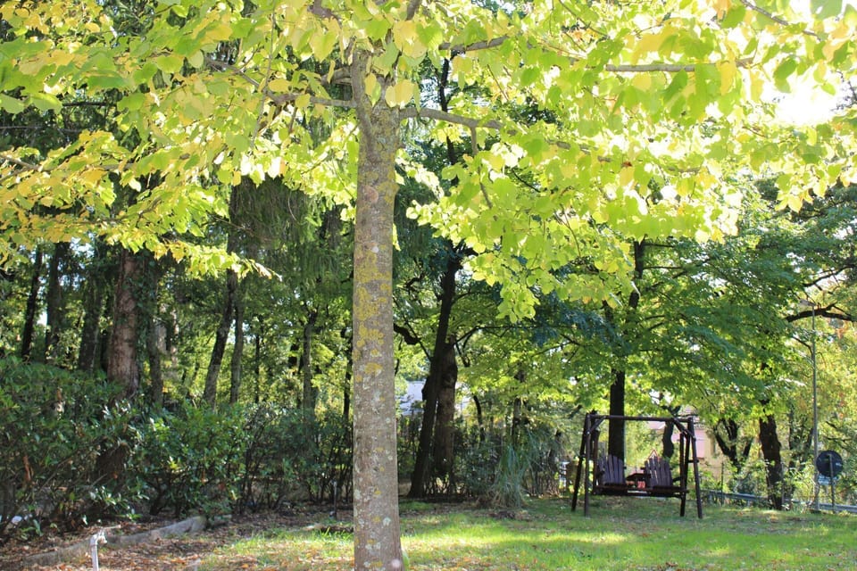 Tree, Woody Plant, Plant, Natural Environment, Northern Hardwood Forest, Leaf, Grove, Natural Landscape, Woodland, Nature Reserve