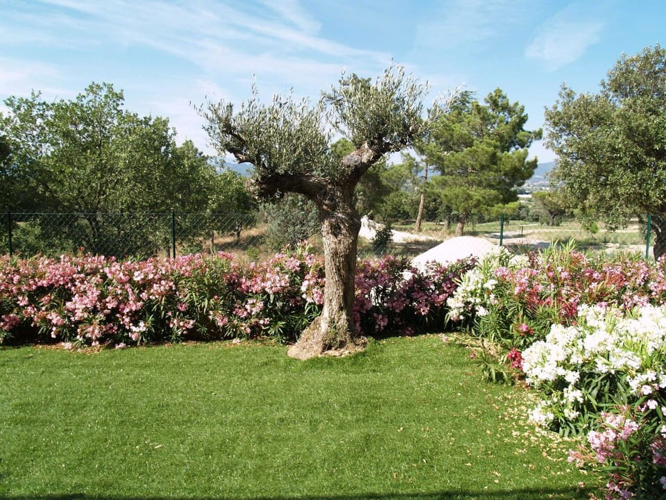 Garden, Lawn, Tree, Grass, Property, Yard, Natural Landscape, Plant, Spring, Botany