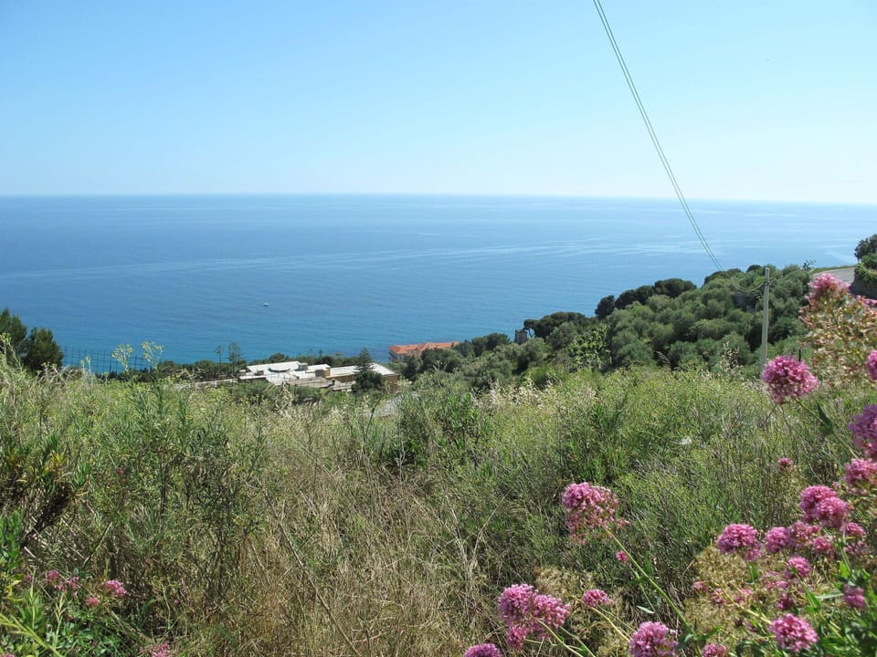 Vegetation, Coast, Property, Sea, Plant Community, Sky, Botany, Chaparral, Headland, Flower