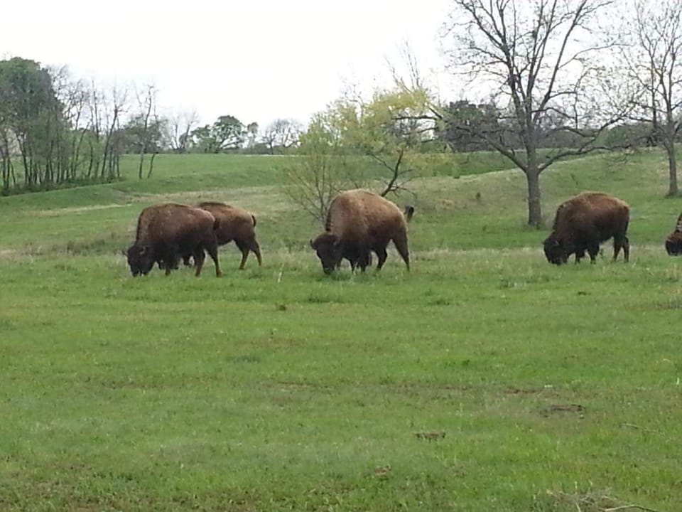 Catch the bison out at the Chickasaw National Park. 