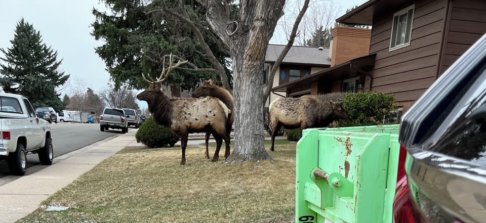 You may see wildlife as close as the front yard