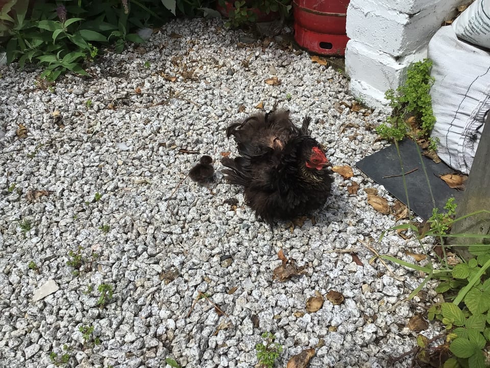 Cabin | Property grounds