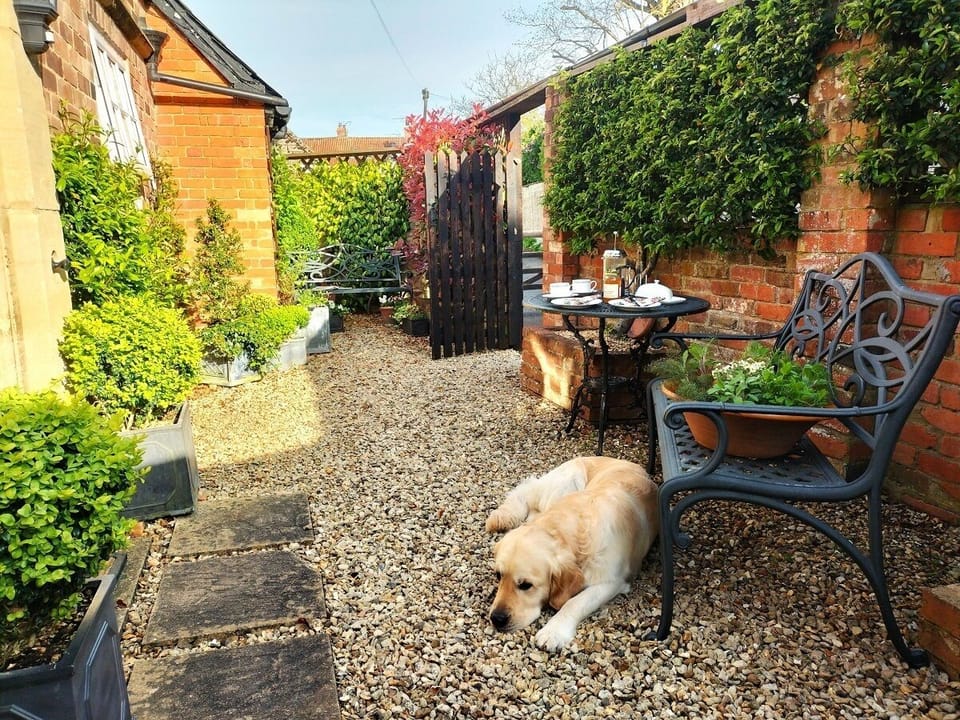A dog is safe in the secure courtyard