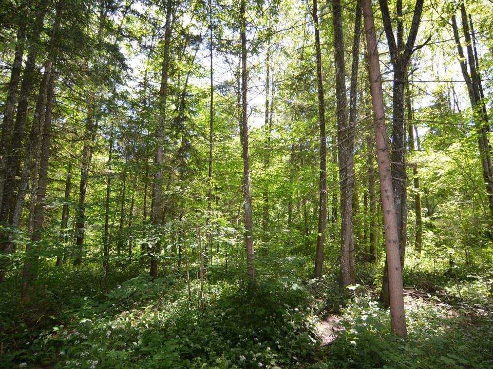 House | View from property