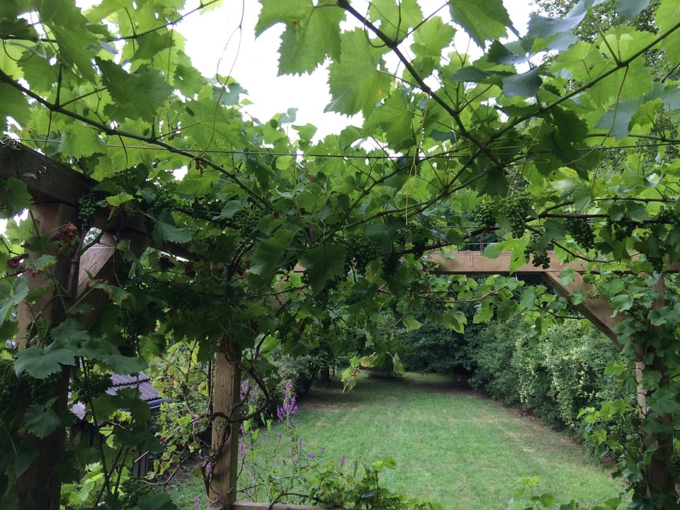 House | Garden
