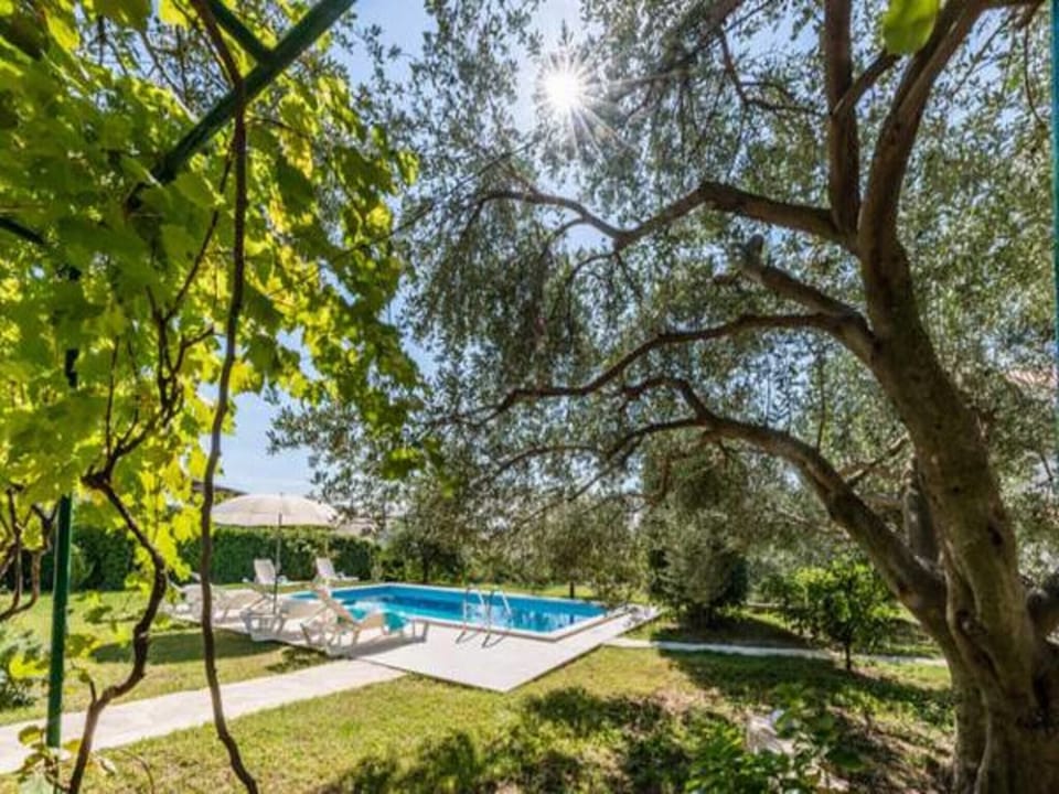 View under the olive tree