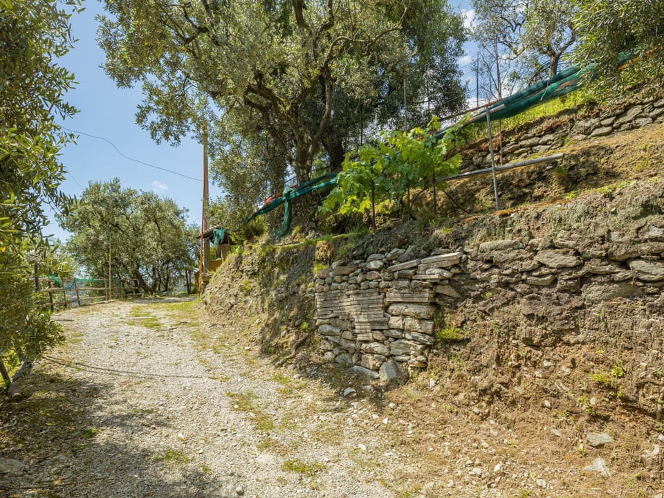 Plant, Sky, Tree, Bedrock, Wood, Natural Landscape, Slope, Stairs, Road Surface, Landscape