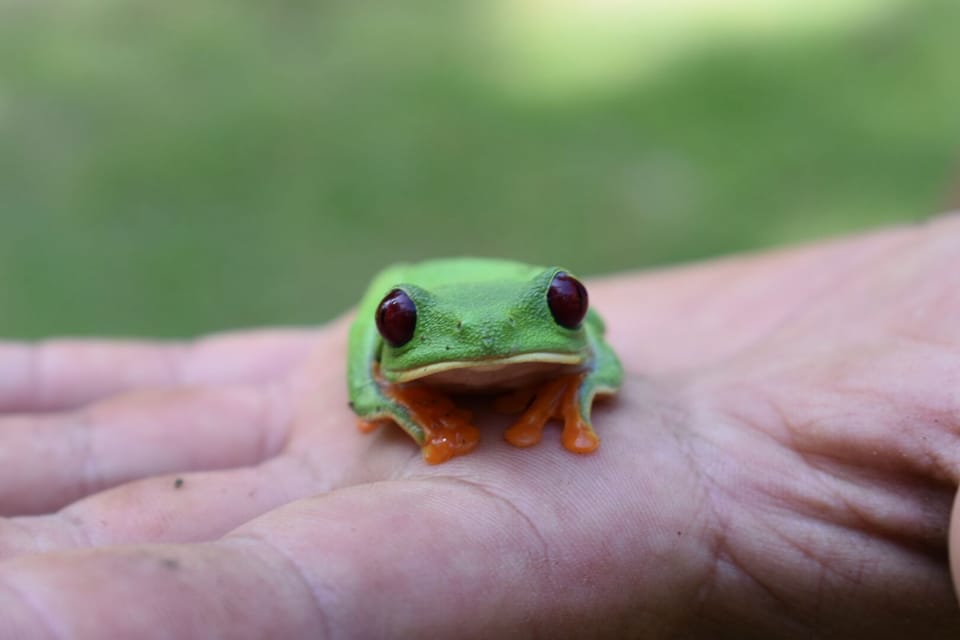 Frog galore in our garden