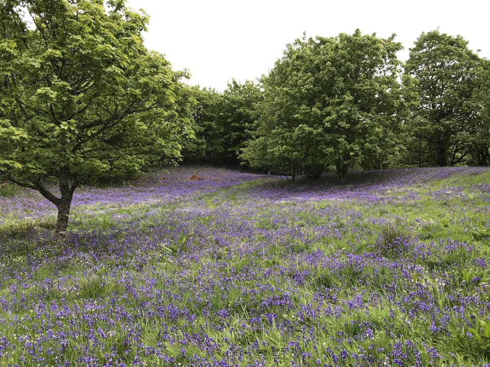 bluebell wood near Crieff
