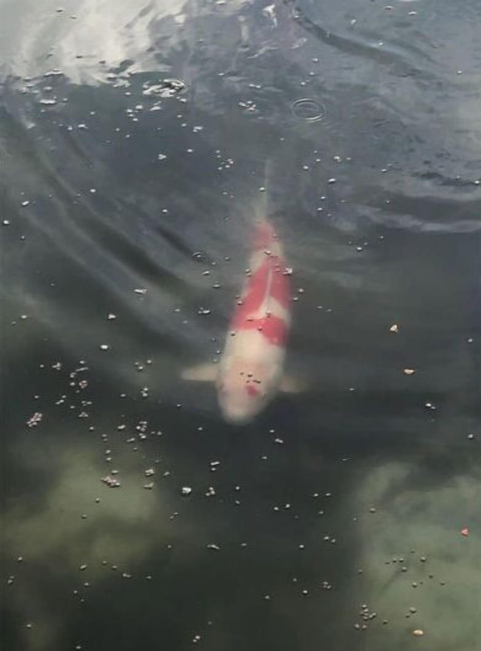 Here's a koi fish in the fully stocked lakes