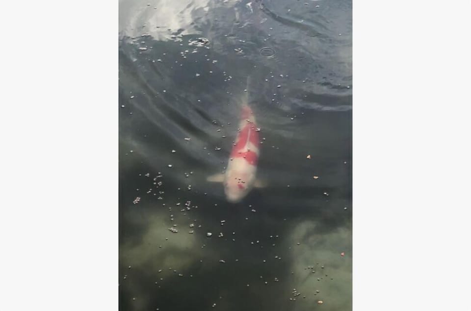Here's a koi fish in the fully stocked lakes