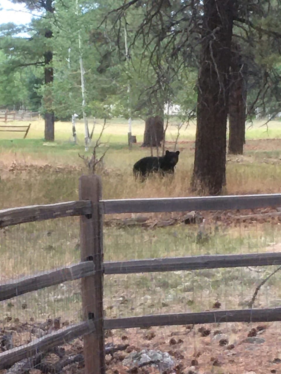 you never know what you will see when you walk outside the house