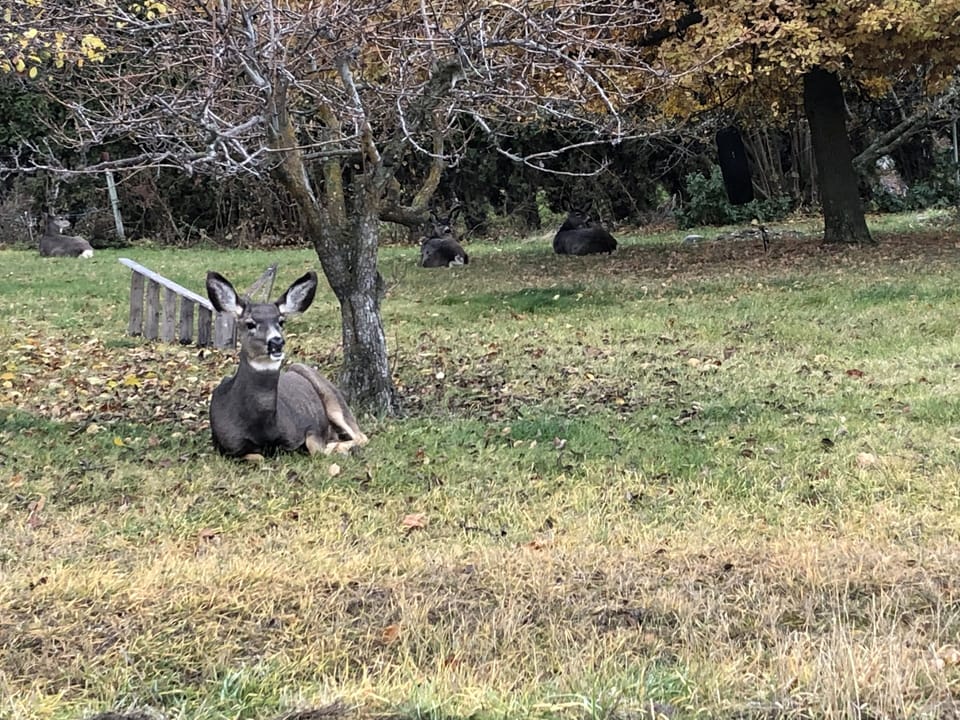 Local resident