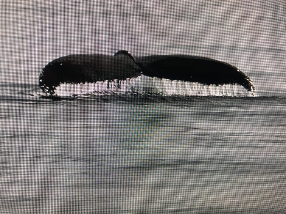 whale watching 