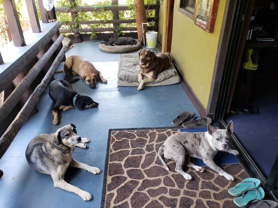 Pets friendly...